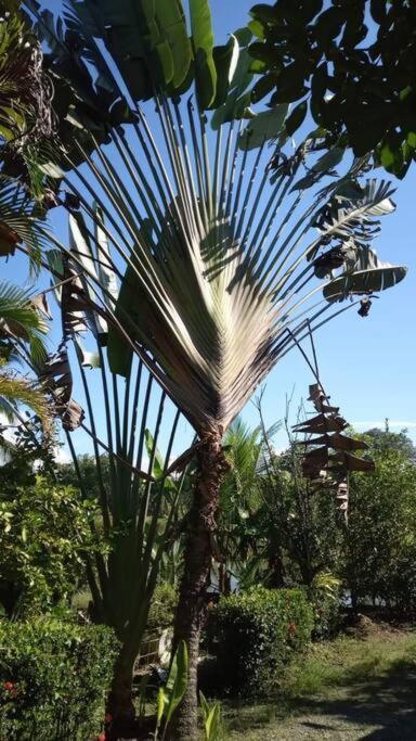 Casa Flor De Annia ~ Cozy 2 Bdrm On The River Sierpe ~ Walkable To Town Villa Buitenkant foto