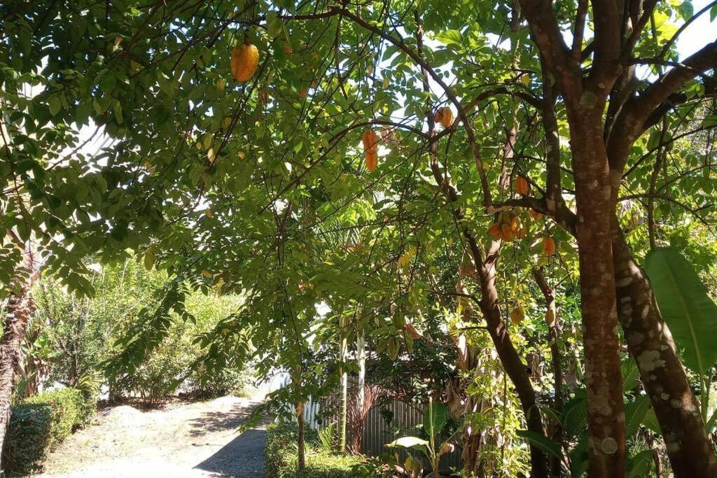 Casa Flor De Annia ~ Cozy 2 Bdrm On The River Sierpe ~ Walkable To Town Villa Buitenkant foto