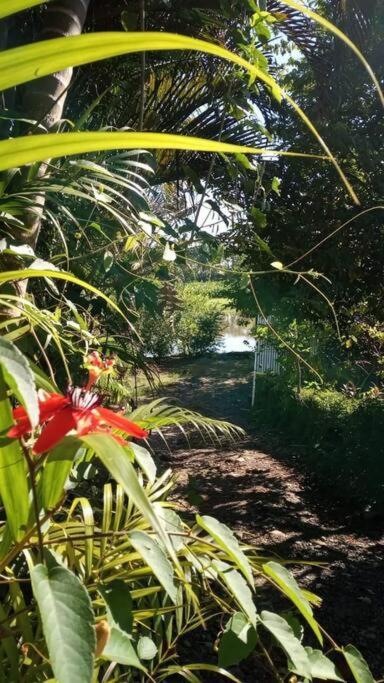 Casa Flor De Annia ~ Cozy 2 Bdrm On The River Sierpe ~ Walkable To Town Villa Buitenkant foto